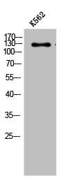 ABL1/ABL2 Antibody