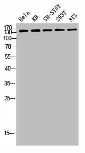 ABL1 Antibody