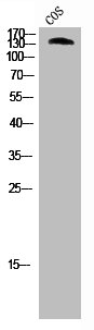 ABL1 Antibody
