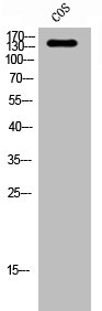 ABL1 Antibody