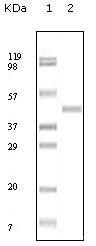 ABL2 Antibody