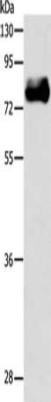 ABLIM1 Antibody