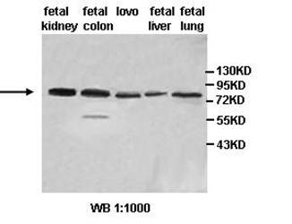ABP1 Rabbit Polyclonal Antibody