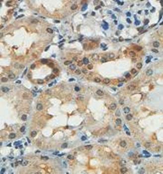 ABP1 Rabbit Polyclonal Antibody