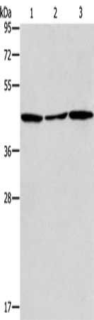 ACAA2 Antibody