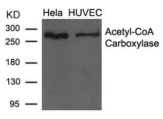 ACACA Antibody