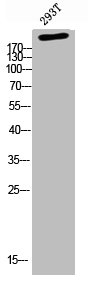 ACACA Antibody