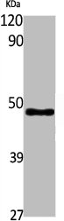 ACADM Antibody