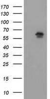 ACAT2 Antibody