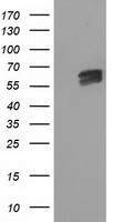 ACAT2 Antibody