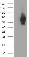 ACAT2 Antibody