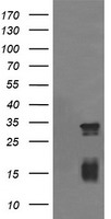 ACBD3 Antibody