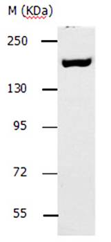 ACE1 Antibody