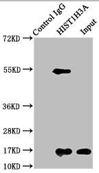 HIST1H3A Antibody
