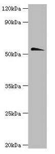 Chrna1 Antibody