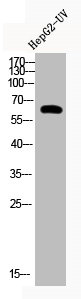 CTTN Antibody