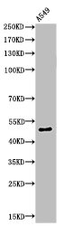 EEF1A1 Antibody