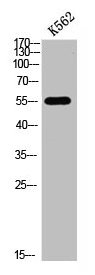 FOXO4 Antibody