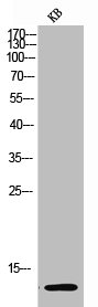 HIST1H4A Antibody
