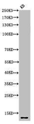 HIST1H4A Antibody