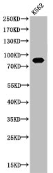 HSP90AA1 Antibody