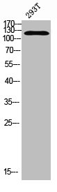 NRIP1 Antibody