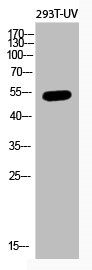 TP53 Antibody