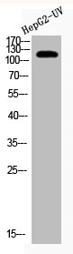 XPO1 Antibody