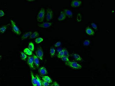 ACKR1 Antibody
