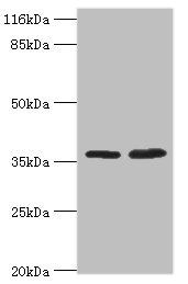 ACKR1 Antibody