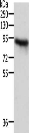 ACO2 Antibody