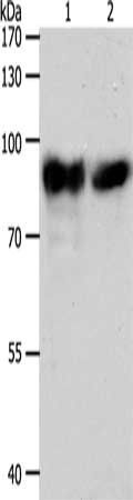 ACO2 Antibody