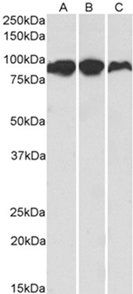 Aconitase 2 (aa541-555) Antibody