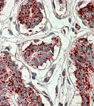 Aconitase 2 (aa541-555) Antibody