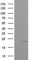 ACOT12 Antibody