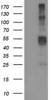 ACOT12 Antibody
