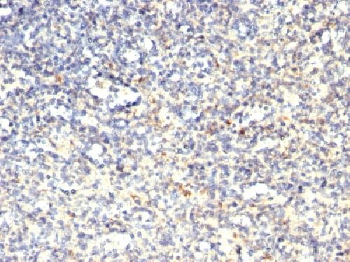 ACP5 Antibody