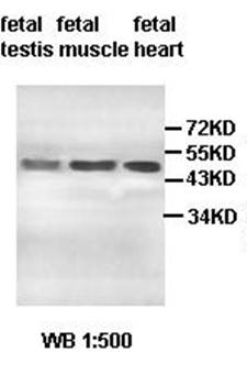 ACPT Rabbit Polyclonal Antibody