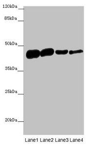 ACTA1 Antibody