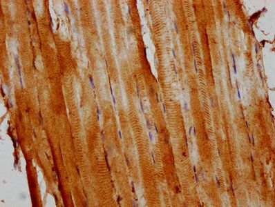 ACTA1 Antibody