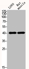 ACTA1 Antibody