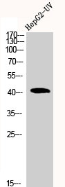 ACTA1 Antibody