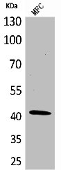 ACTA1 Antibody