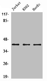 ACTA2 Antibody