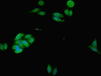 ACTB Antibody