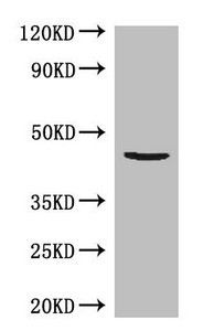 ACTB Antibody