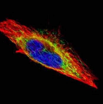 actin-like 8 antibody