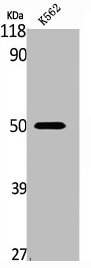 ACTR3 Antibody