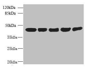 ACTRT3 Antibody