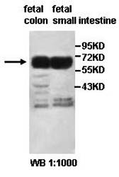 ACVR1C Rabbit Polyclonal Antibody